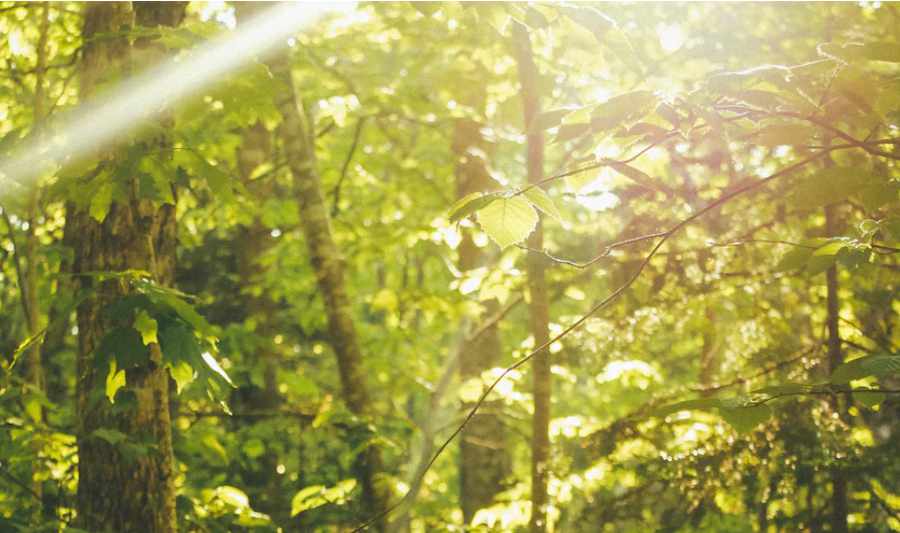 Nahaufnahme: Wald mit Bäumen zwischen denen die Sonnenstrahlen zu sehen sind